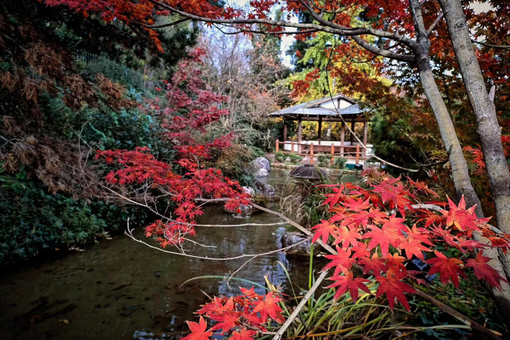 A pond with red leaves and a gazebo.