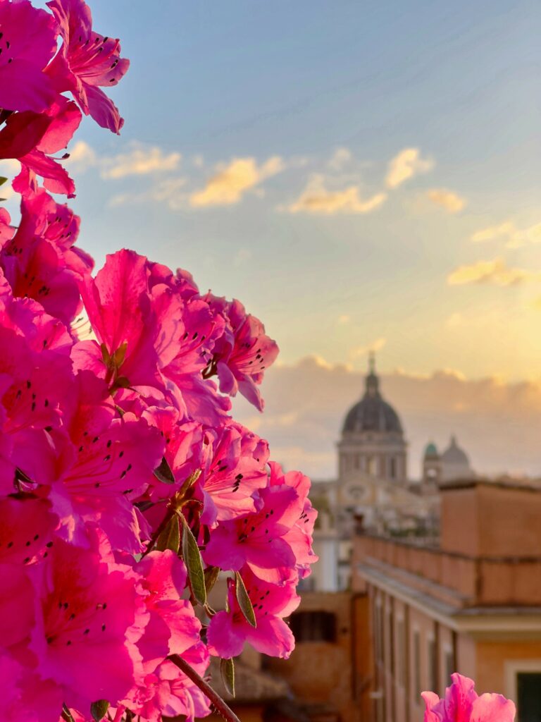 Pink flowers with buildings in the background.